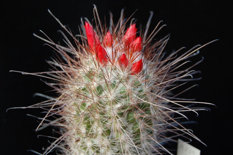 Mammillaria pondii Pondii13