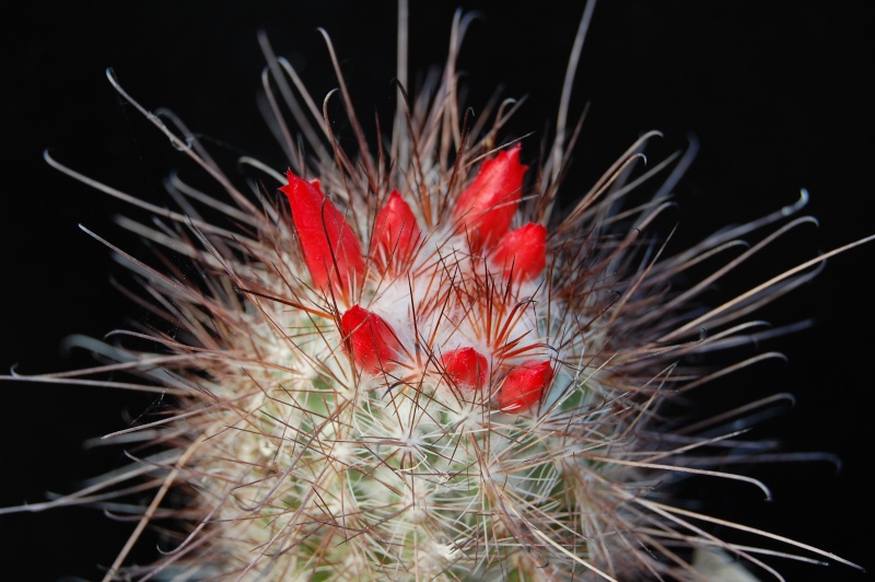 Mammillaria pondii Pondii14