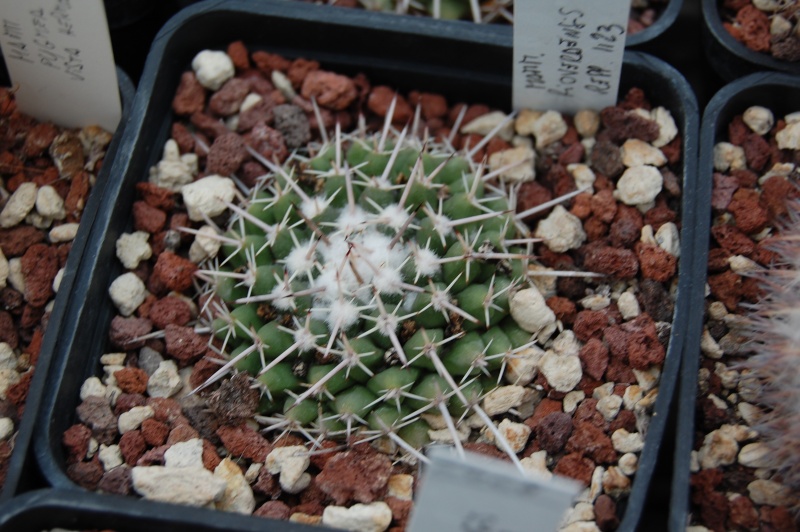 mammillaria rioverdense Riover10