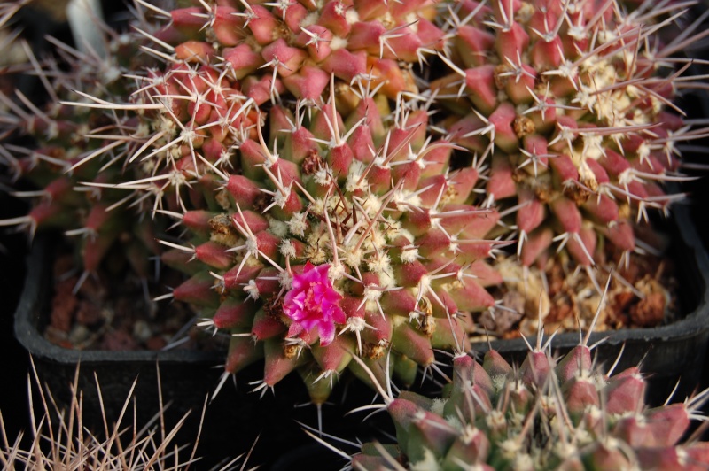 Mammillaria sartorii Sartor10