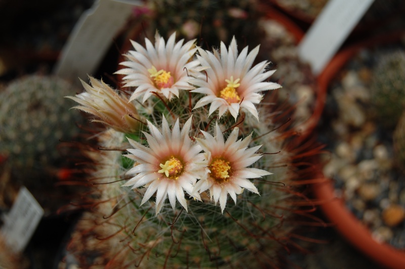 Mammillaria viridiflora Viridi10