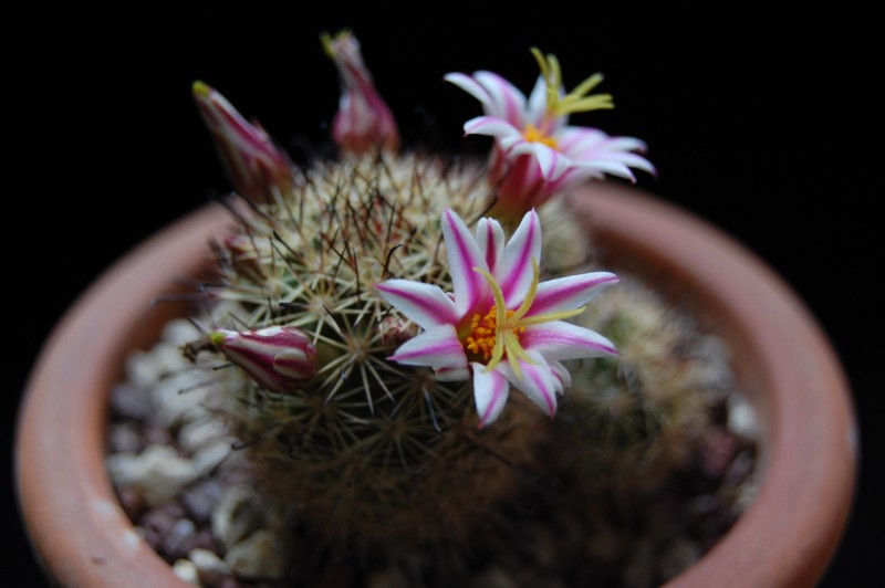 mammillaria blossfeldiana Wm_23610