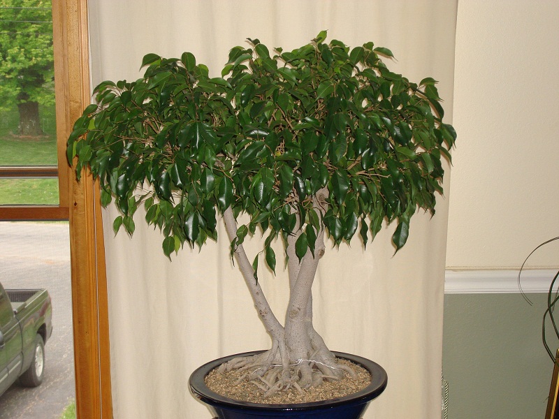 Forcing a Ficus Benjamina to Backbud Dsc01510