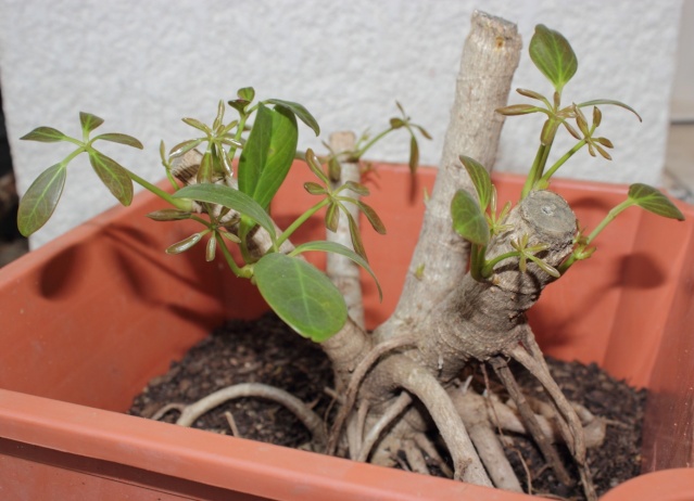 Schefflera Tree0110