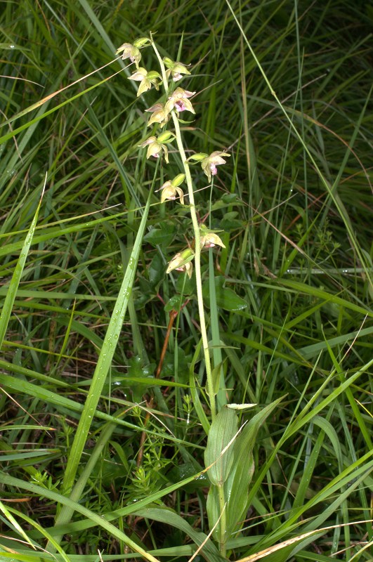 Epipactis helleborine (?) et muelleri Ddc_1712