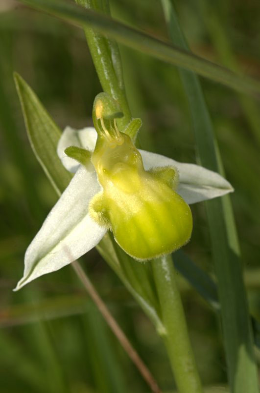 Ophrys apifera var chloranta Dsd_4725