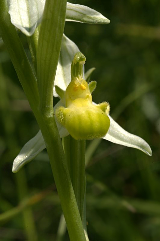 Ophrys apifera var chloranta Dsd_4726