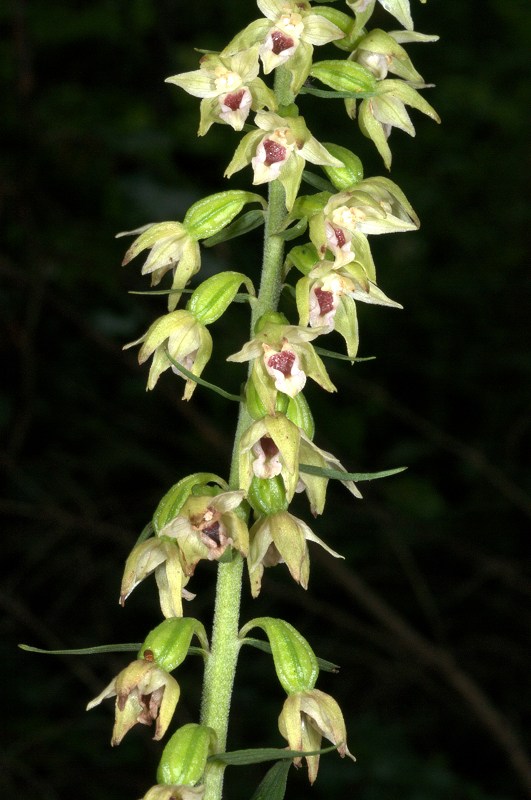 Epipactis helleborine (?) et muelleri Epipac31