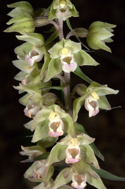 epipactis purpurata Epipac46