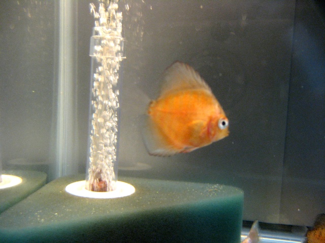 Mes petit discus Img_0821