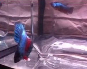 Les beau bettas de Bettalogue! Jj12