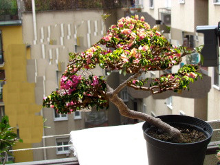 Nascita di un bonsai1 Buga110