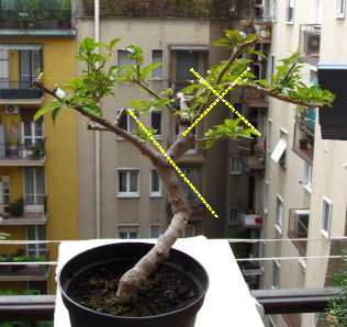 Nascita di un bonsai1 Buga210