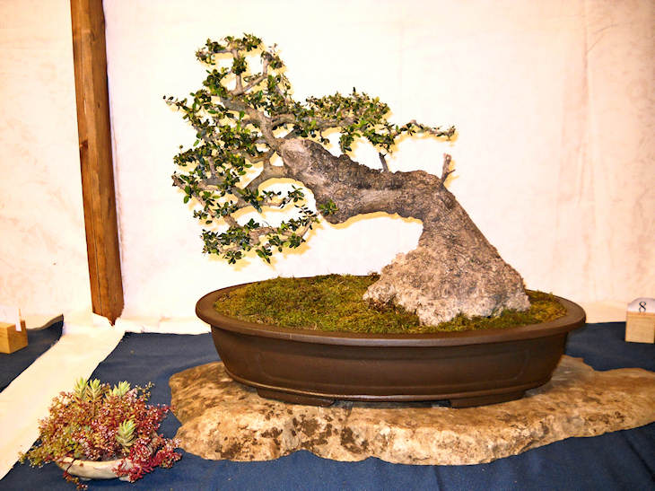 16° Mostra Bonsai e Suiseki di Sicilia Dscn0815