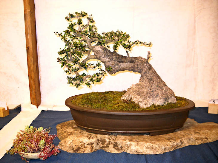 16° Mostra Bonsai e Suiseki di Sicilia Dscn0815