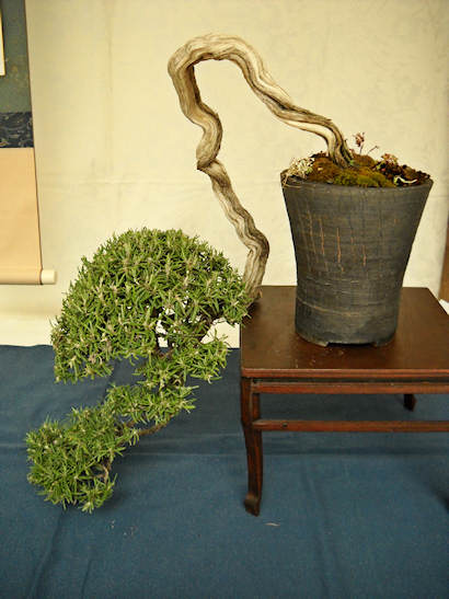 16° Mostra Bonsai e Suiseki di Sicilia Dscn0816