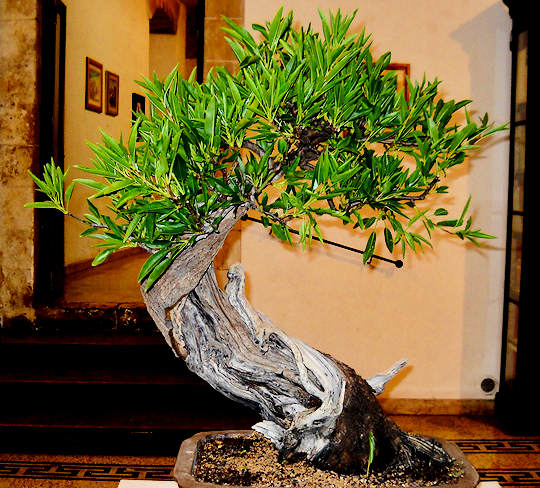 16° Mostra Bonsai e Suiseki di Sicilia Immagi65