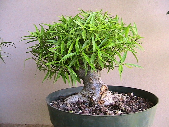 willow leave ficus  - restyle Img_0410