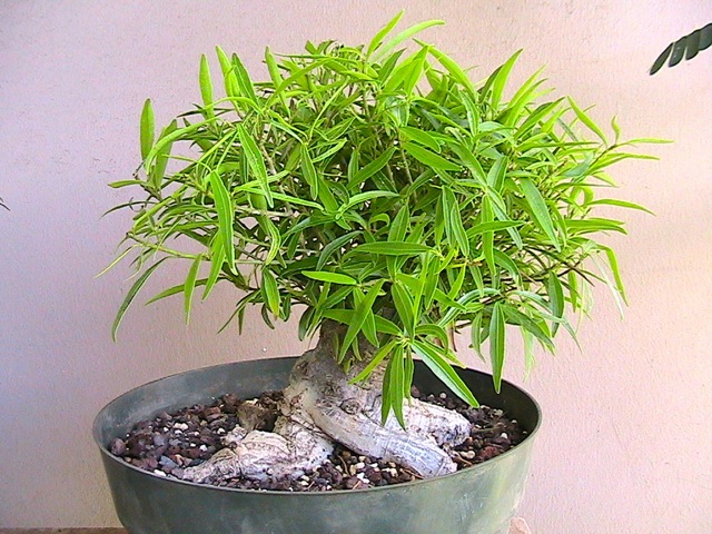 willow leave ficus  - restyle Img_0411