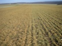 photos des blés après le froid. - Page 3 Img_5628