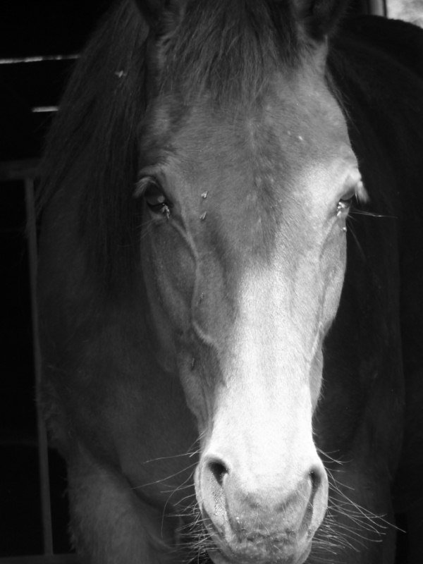 Concours de Novembre : le cheval en noir et blanc Le_29_10