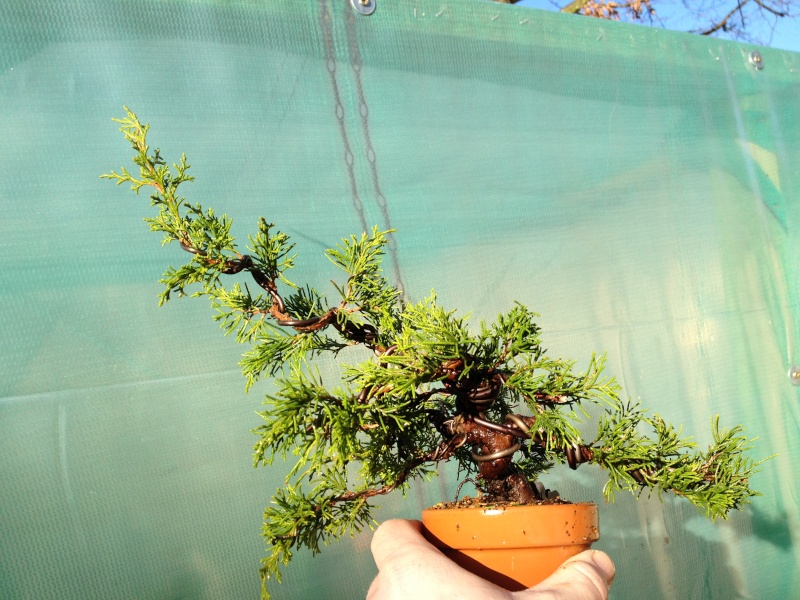 Shohin juniper 01411