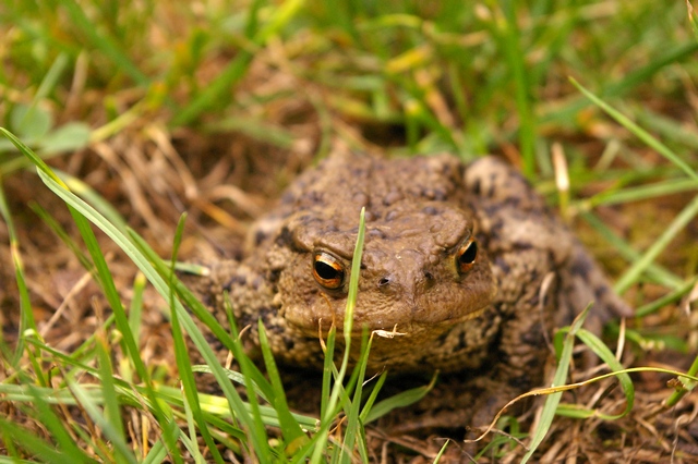 Amphibiens et reptiles - Page 2 Crapau12