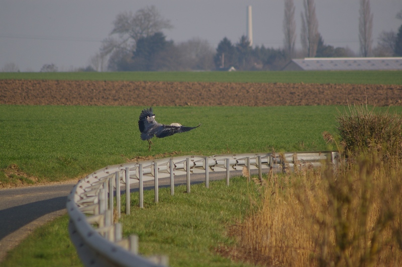 Les hérons (fil ouvert) Heron_14