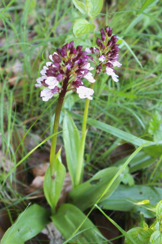 Orchidée sauvage Orchis10