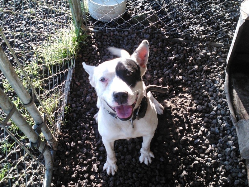 bull terrier heeler for sale....dealz Img07910