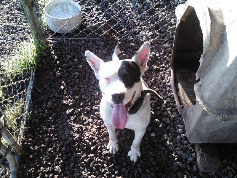 bull terrier heeler for sale....dealz Img08011