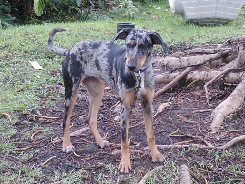 2 FEMALE GSP/CATAHOULAS FOR SALE Kulapu10