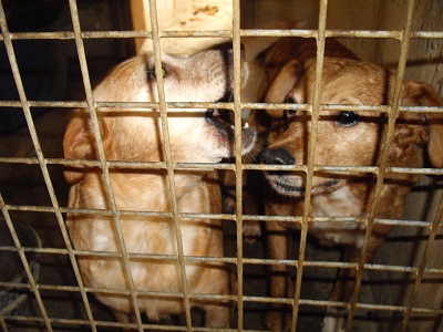 62 - Saisie Haillicourt : 9 chiens sans solution au 30 novembre  ... béthune Bathu171