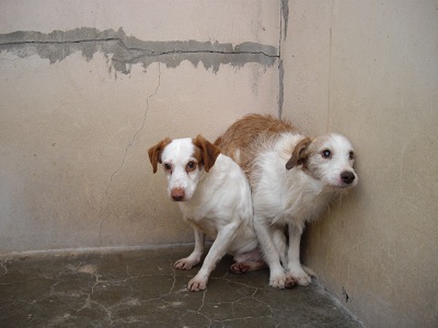 62 - Saisie Haillicourt : 9 chiens sans solution au 30 novembre  ... béthune Bathu174
