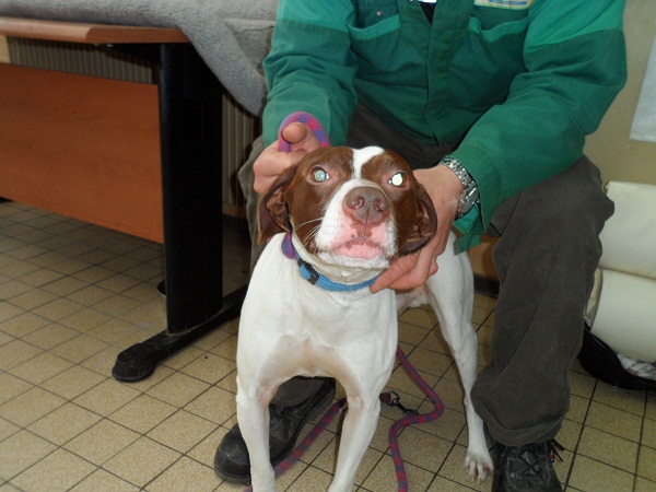 PRESTON x braque blanc/choco 2 ans (de Béthune) - Asso La Tribu de Sapeur - en FA dpt 14 Bathu433