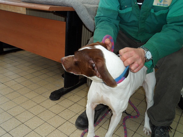 PRESTON x braque blanc/choco 2 ans (de Béthune) - Asso La Tribu de Sapeur - en FA dpt 14 Bathu434