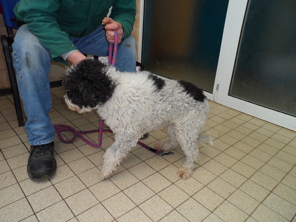 BOX 62 CANICHE MALE 2 ANS BLANC ET NOIR BETHUNE 62 URGENT Bathu483