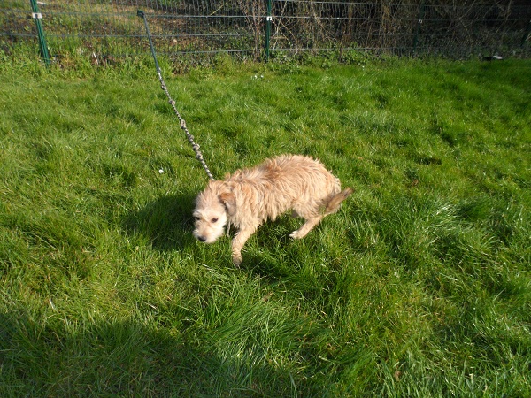 box-10-male-x-griffon-beige-2-ans URGENT BETHUNE 62 Bathu790