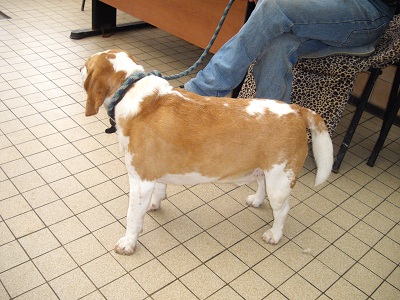Aidez moi - DIUCK beagle de 4 ans -  asso Vagabond (59) Bathun61