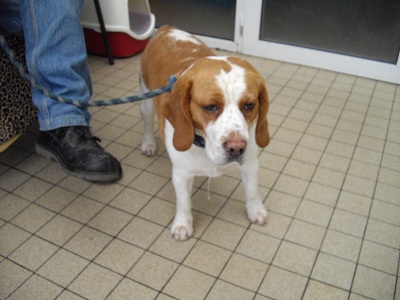 Aidez moi - DIUCK beagle de 4 ans -  asso Vagabond (59) Bathun62