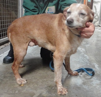 62 - Saisie Haillicourt : 9 chiens sans solution au 30 novembre  ... béthune Boxp1210