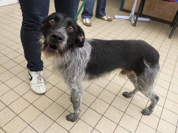 GUTTON MALE GRIFFON 2 ANS URGENT BETHUNE 62 P1000824