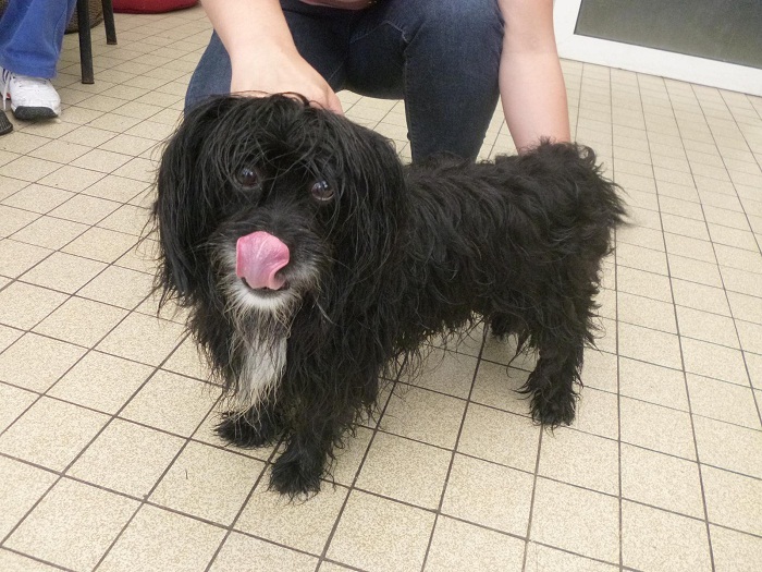 BOX 45 BLACKY GRIFFON NOIR MALE 8 ANS URGENT DANS LE 62 P1000827