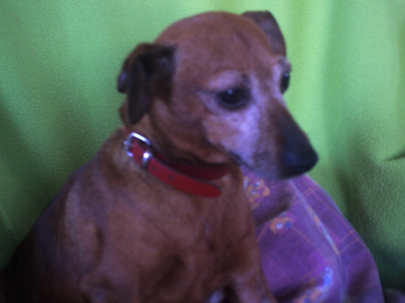 BIANCA, pinscher marron, 6 ans 03310