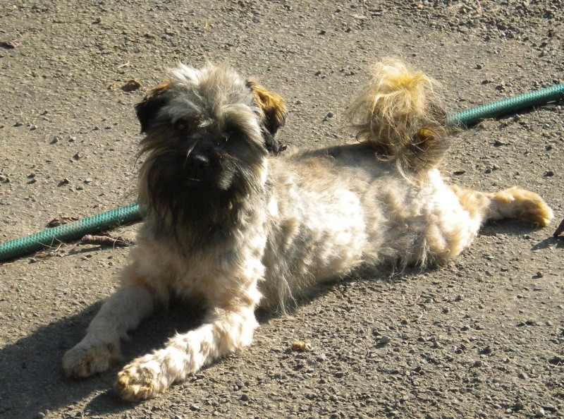 THAIS, type Terrier du Tibet charbonnée fauve, 1an Dscn1417