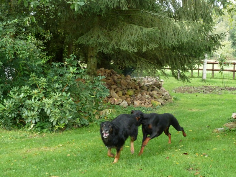 SIMBA, x berger groenendael, 4 ans env. - Page 5 Sdiane12