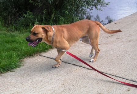 Futé croisé boxer né en 2008 Futa11