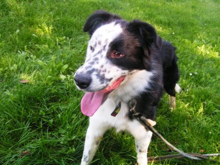 Qualos croisé border collie né en 2009 Qualos10