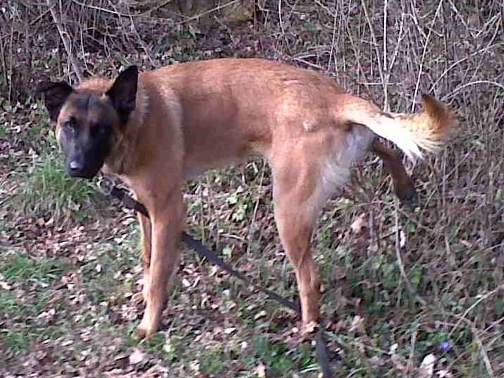 Spot Malinois (Novembre 2010) - Moineville Spot_210