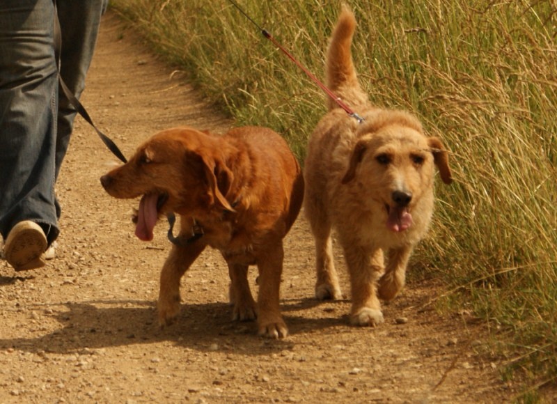 Calico et Calao 2 petits chiens inseparable arrivés en 2007  - Page 4 Untitl10